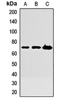 KNG1 antibody