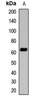 Anti-Amphiphysin 2 Antibody