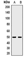 SDC2 antibody