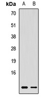 RBX1 antibody