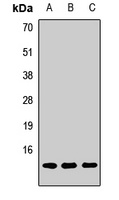 POLR2J antibody