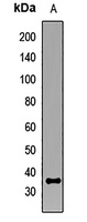 HOXA9 antibody