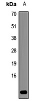 Anti-RPS27A Antibody