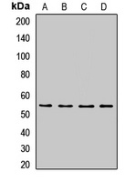 Anti-CDC45 Antibody