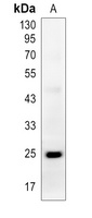 IL13 antibody