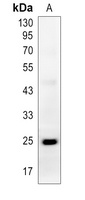 Anti-IL-13 Antibody
