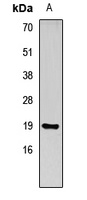 REG3G antibody