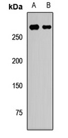 Anti-CHD3 Antibody