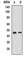 Anti-EGLN2 Antibody