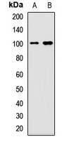 Anti-BRD7 Antibody