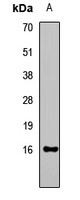 Histone H3 antibody