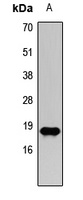 Histone H3 antibody