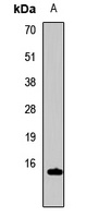 Histone H3 antibody