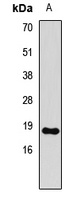 Histone H3 antibody