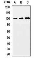 Anti-NEDD9 Antibody