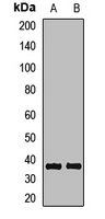 DNASE1 antibody