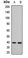 Anti-IRF2 Antibody