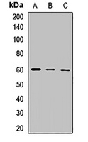 Anti-Occludin Antibody