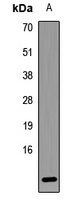 LAMTOR5 antibody