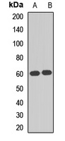 HSF2 antibody