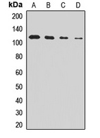 AGAP2 antibody