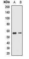 DNAJC7 antibody