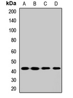 Anti-BDKRB2 Antibody