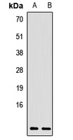 Anti-CCL17 Antibody