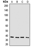 Anti-Connexin 36 Antibody