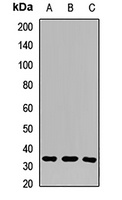 Aquaporin 10 antibody