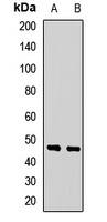 GFRA3 antibody