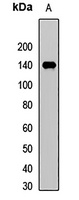 Anti-NFAT1 Antibody