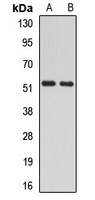 RAD23A antibody