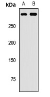 Anti-SETD2 Antibody