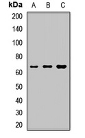 Anti-NPLOC4 Antibody