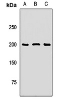 Anti-SOS1 Antibody