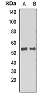 Anti-STAU2 Antibody