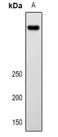 Anti-LRP2 Antibody
