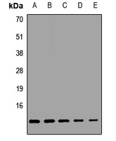 Anti-COX6A1 Antibody