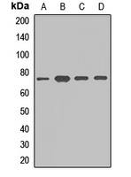 Anti-DYNC1I1 Antibody