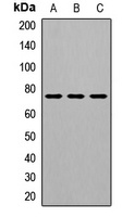 Anti-GALC Antibody