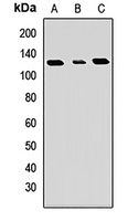 GART antibody