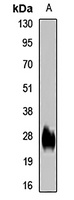 Anti-GPS2 Antibody
