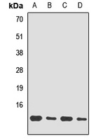 UBL3 antibody