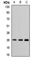 PSMA7 antibody