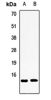 S100A3 antibody