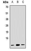 RPL19 antibody