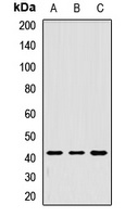 Anti-Tropomodulin-1 Antibody