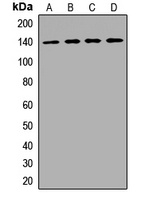 VARS antibody