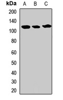 USP5 antibody